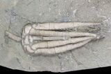 Spectacular, Crinoid Plate ( species) - Crawfordsville #92502-5